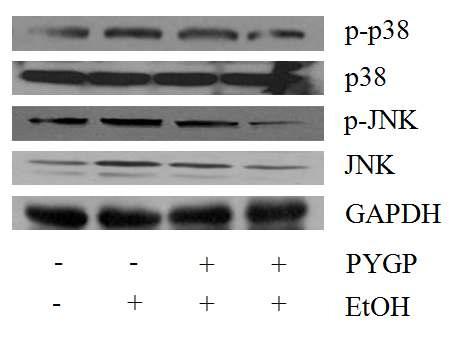 Effect of PYGP on the MAPK pathway protein expression in rat liver.