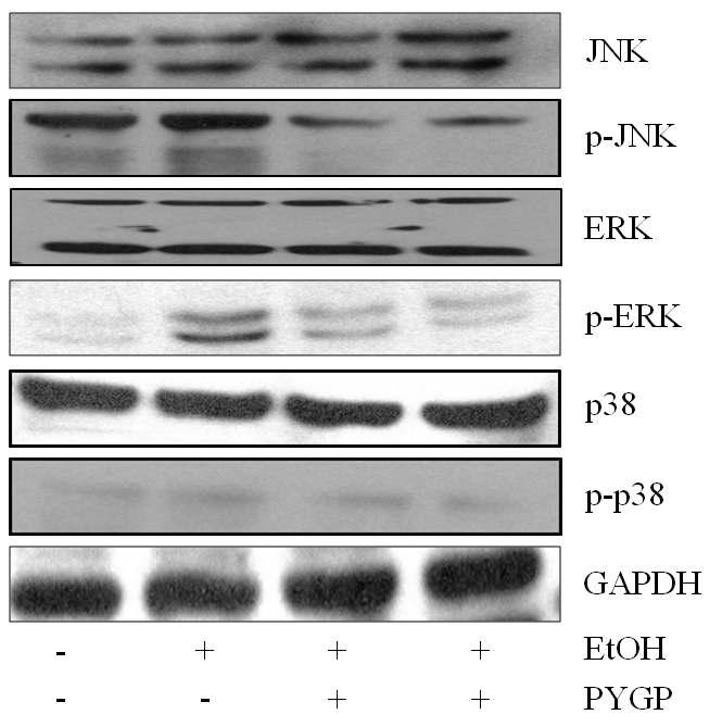 Effect of PYGP on MAPK signal pathway.