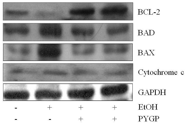 Effect of PYGP on Bcl-2 family protein expression.