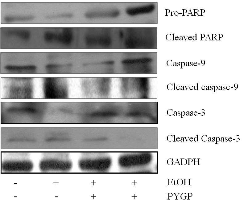 Effect of PYGP on caspase and PARP signal pathway.