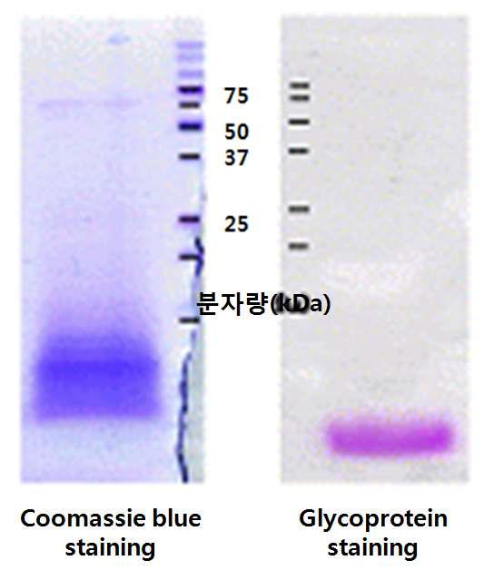The SDS-PAGE profiles of laver glycoprotein extract (coomasssie&glycoprotein staning)