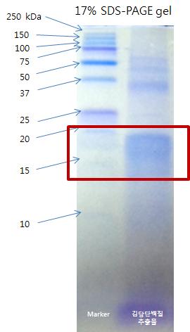 The SDS-PAGE profiles of laver glycoprotein extract (coomasssie staning)