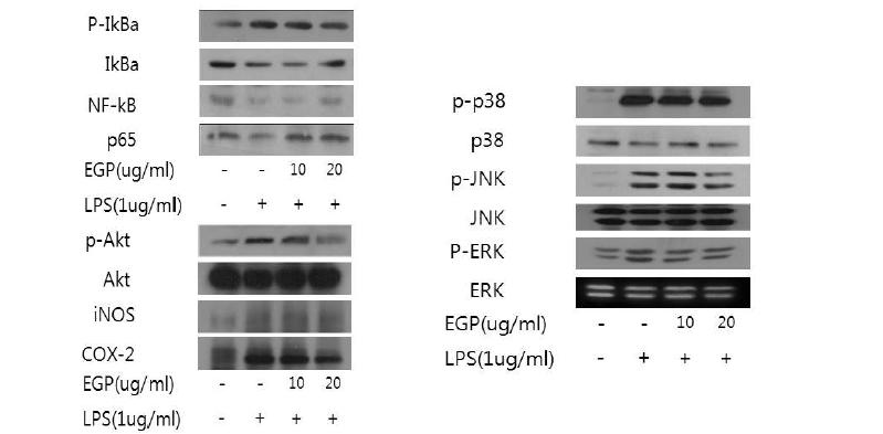 Effect of PYGP on inflammatory signal pathway.