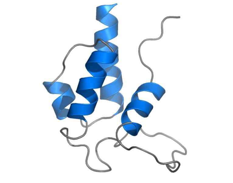 Acyl carrier protein conformation structure in laver glycoprotein extract