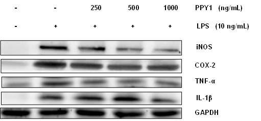 Effect of bioactive peptide from P. yezoensis (PPY1) on the level of pro-inflammatory mediators and cytokines in LPS-stimulated RAW 264.7 macrophages.