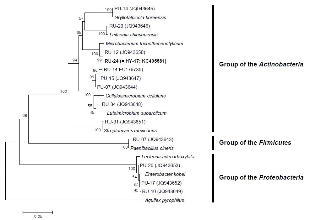 Phylogenetic position of cellulolytic and hemicellulolytic bacteria isolated form the gut of Gryllotalpa orientalis among neighboring species.