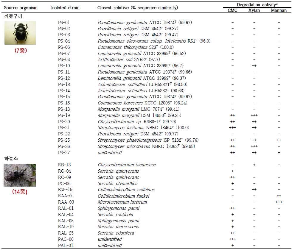 Phylogenetic affiliations and fibrolytic activities of the symbiotic bacteria isolated from the guts of dung beetle and longicorn beetles