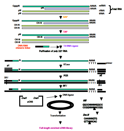 PCR based oligo-Capping 방법에 의한 full-length cDNA 라이브러리 제작