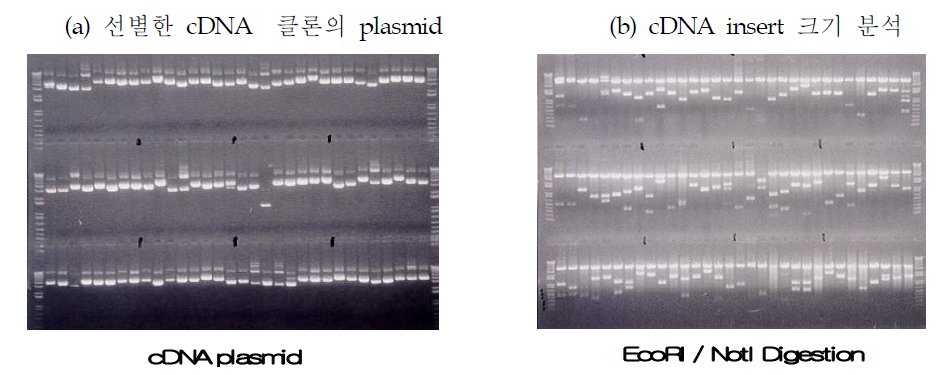 cDNA insert 분포