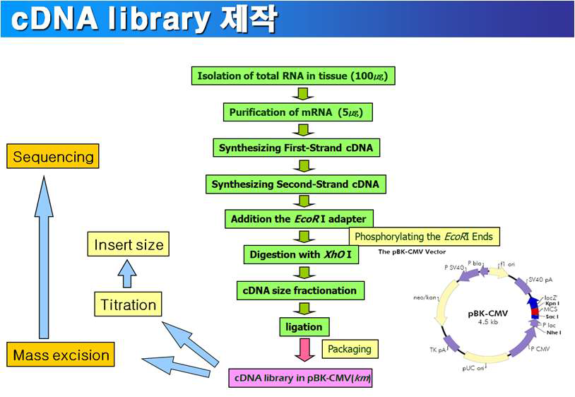 cDNA Library 구축 방법