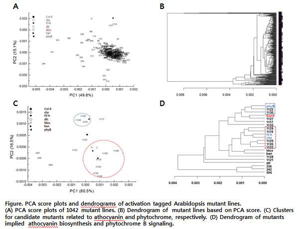 애기장대돌연변이체의 PCA 및 dendrogram 분석