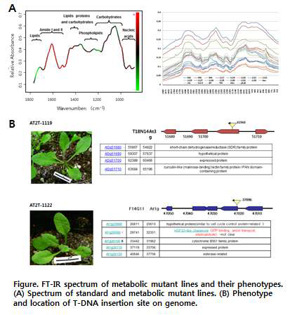 애기장대돌연변이체의 FT-IR spectrum 및 선발된 돌연변이체의 표현형