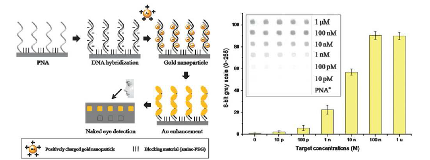 PNA-DNA hybridization detection system 개략도(왼쪽)와 그 결과 (오 른쪽)