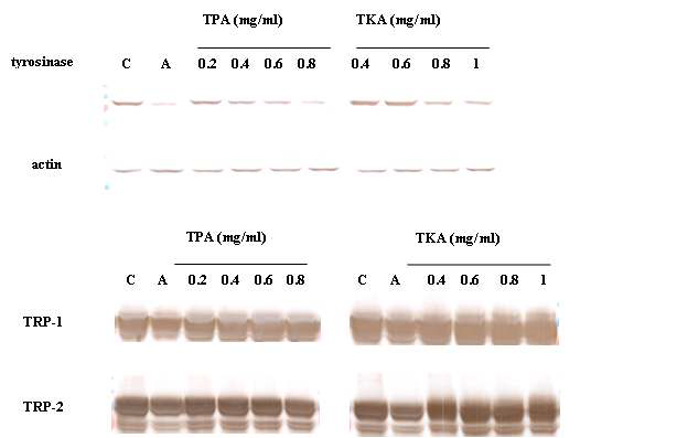 Effect of TPA and TKA on protein expressions