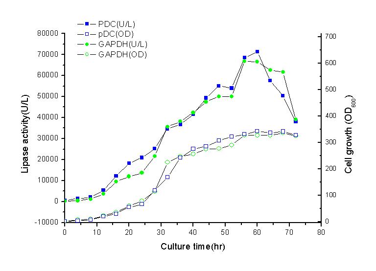 P. pastoris(GS115) 균주에서 PDC 및 GAPDH promoter를 이용한 CALB 발현