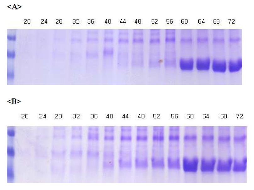 SDS-PAGE analysis of fermentation broth from PDC (A) and GAPDH (B) promoter containing recombinant P. pastoris strains that express CALB.