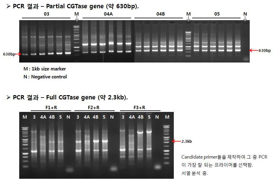 CGTase를 생산하는 균주의 게놈으로부터 CGTase 유전자 증폭 실험
