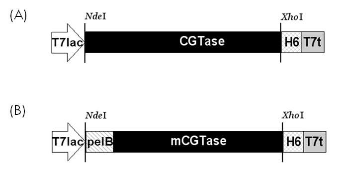 재조합 대장균에서의 CGTase 발현을 위한 발현벡터 모식도