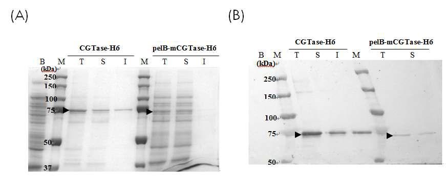 CGTase 발현(SDS-PAGE 분석결과