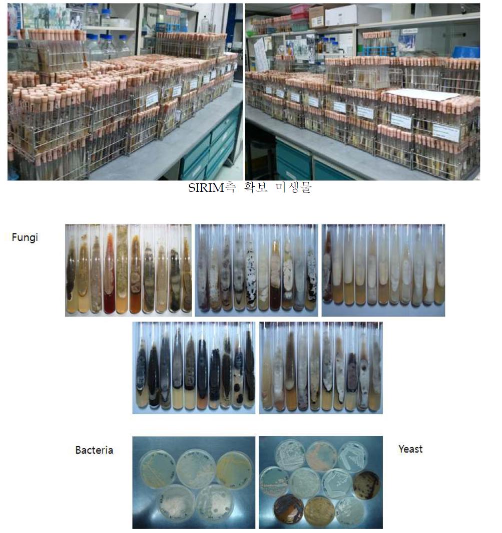 말레이시아 팜부산물 유래의 곰팡이, 효모 및 박테리아