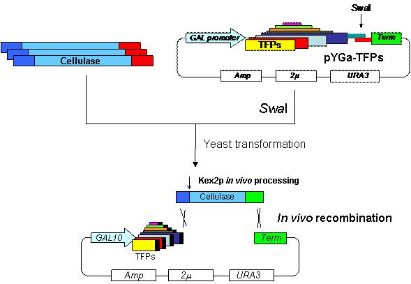 In vivo recombination system을 이용한 분비발현 벡터의 구축