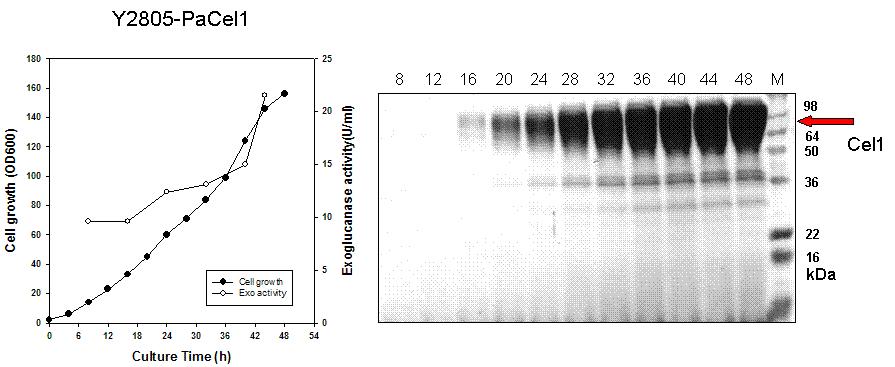 Exoglucanase 생산 효모균주 Y2805-PaCel1의 유가식 발효배양 및 분비단백질 분석