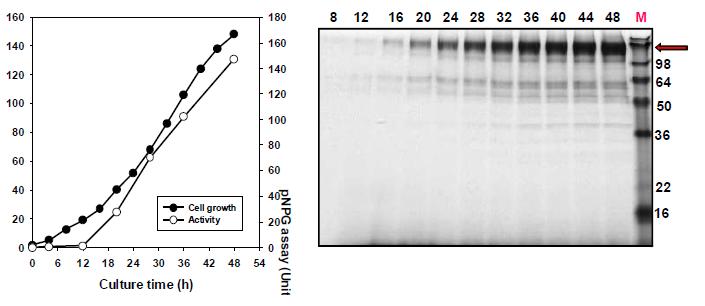 β-glucosidase 생산 효모균주 Y2805-TrBGL1의 유가식 발효배양 및 분비단백질 분석