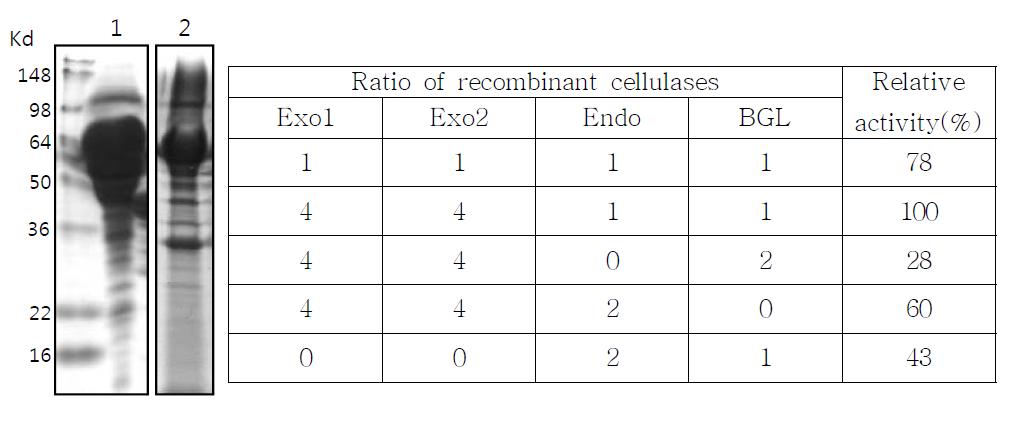 재조합 cellulase 복합체의 성상 및 조합 활성 비교