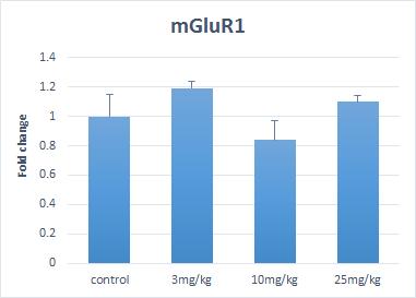 mGluR1 의 발현양상