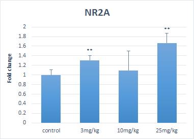 NR2A 의 발현양상