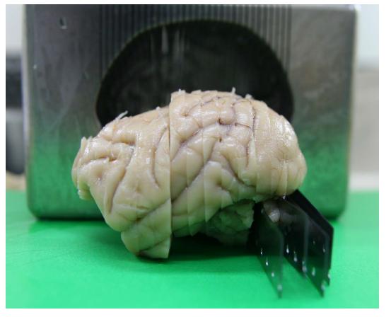 4mm 두께로 트리밍된 영장류 뇌의 모습.