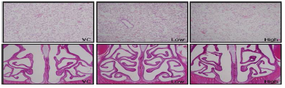 Histopathological response