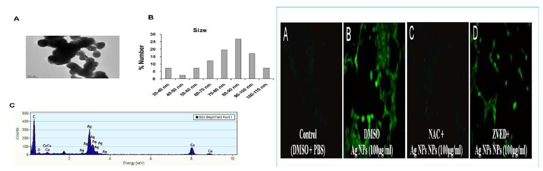 은나노입자의 성분분석과 ROS assay