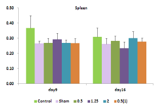 Relative spleen weight