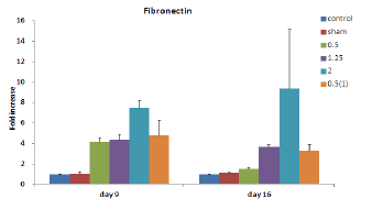 Fibronection gene expression