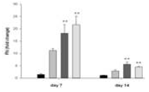 Fibronectin mRNA