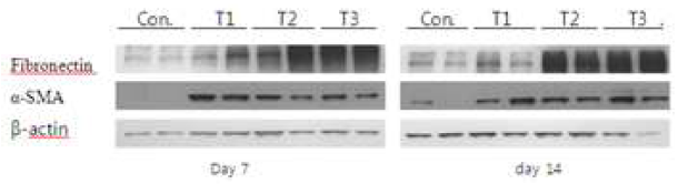 Western blot