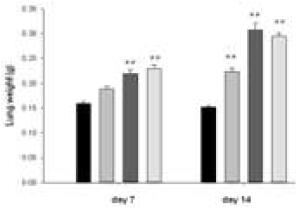 Lung weight