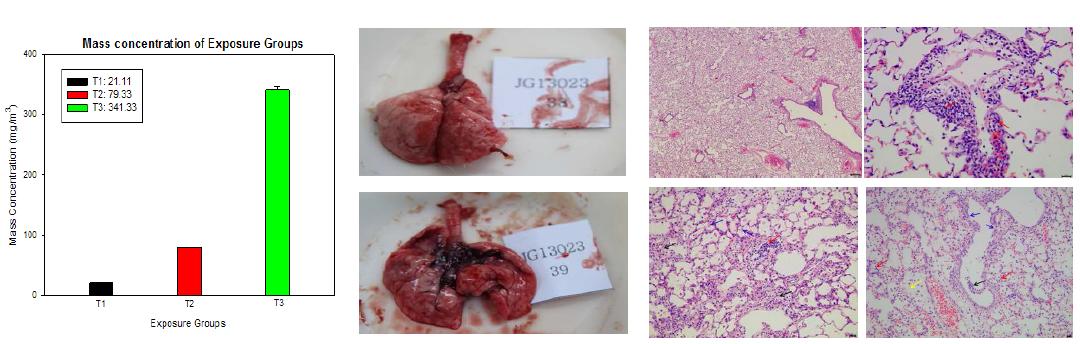Polyhexamethyleneguanidine phosphate에 대한 급성흡입독성시험에 대한 결과(좌측부터): 각 노출군별 질량 농도 분석 결과, 부검 시 육안소견, 폐에 대한 조직병리학적 검사결과(시계방향)