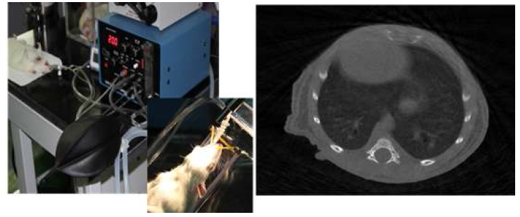 Ventilator를 이용한 동물의 호흡조절 및 CT 영상
