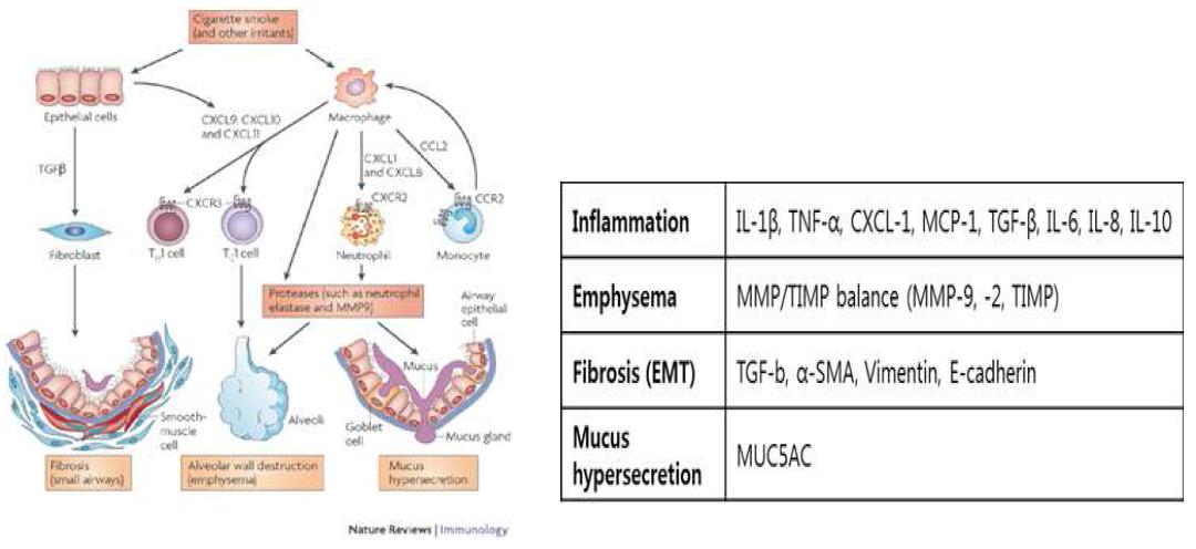 COPD phenotype의 면역학적 발병기전(왼쪽), 선정된 COPD phenotype 별 지표(오른쪽)