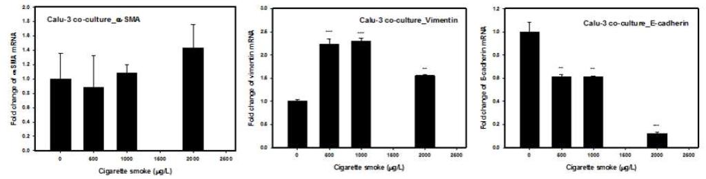 담배노출농도에 따른 EMT 관련 지표의 변화(왼쪽부터, α-SMA, vimentin, E-cadherin)