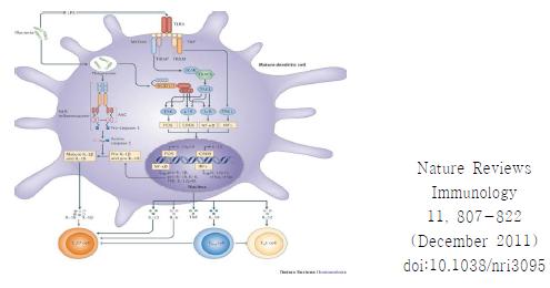 TLR4-Inflammasome 관련모식도