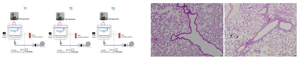 노출 모식도(좌) 및 폐의 조직병리학적 검사 결과(우)