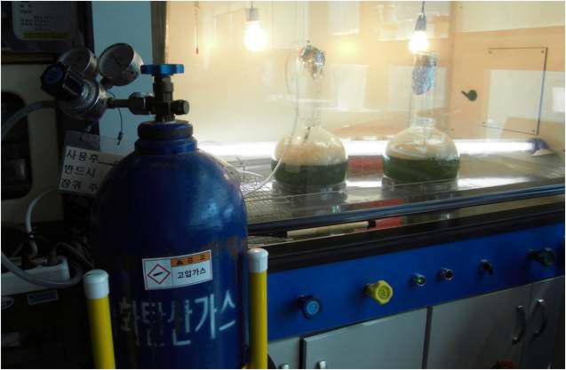이산화탄소(CO2) 따른 유글레나 성장실험 모습