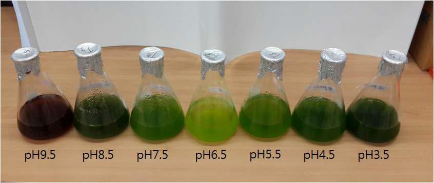 pH에 따른 유글레나 성장 모습