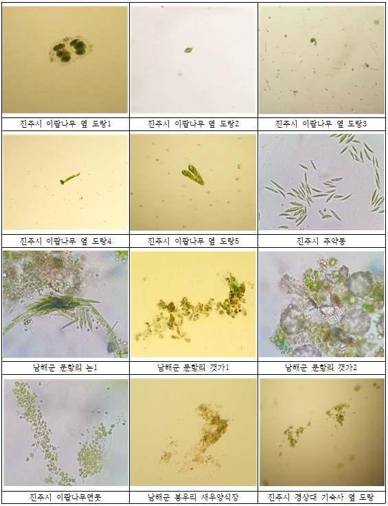 시료에서 관찰 된 미세 조류