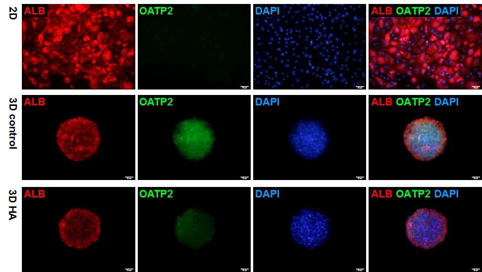 3차원 배양기술을 통한 줄기세포 유래 간세포의 ALB와 OATP2 단백질 발현 분석