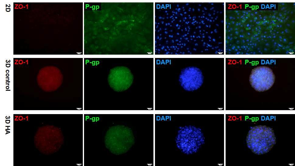 3차원 배양기술을 통한 줄기세포 유래 간세포의 ZO-1과 P-GP 단백질 발현 분석
