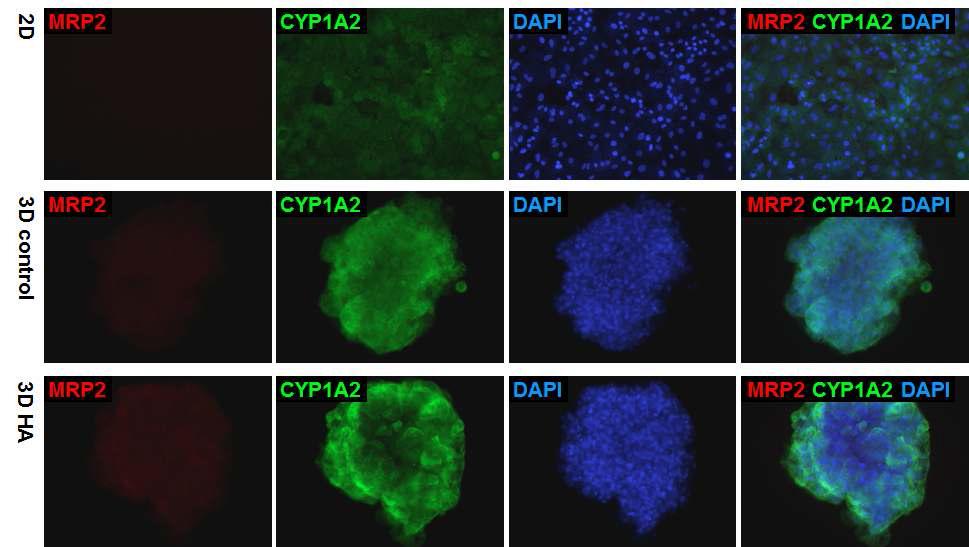3차원 배양기술을 통한 줄기세포 유래 간세포의 MRP2와 CYP1A2 단백질 발현 분석